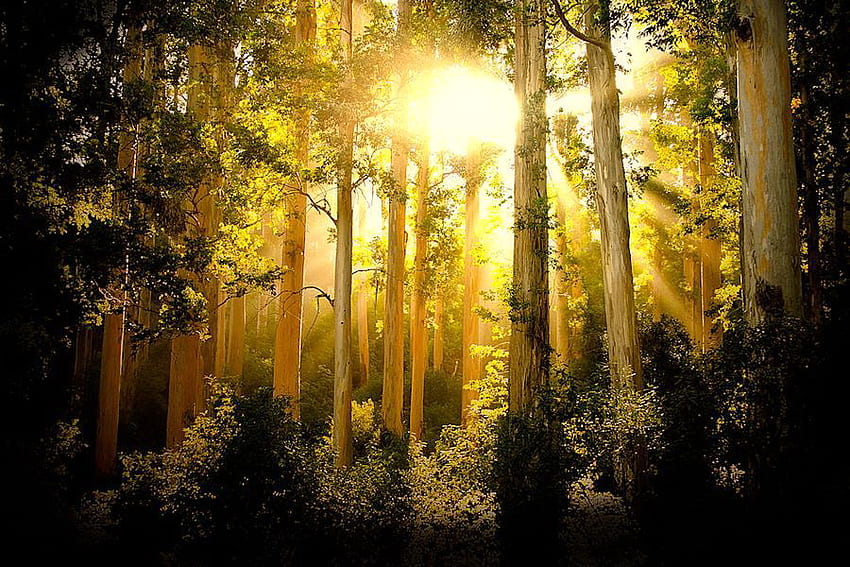 夜明け、光線、朝、木々、金、森、日の出 高画質の壁紙