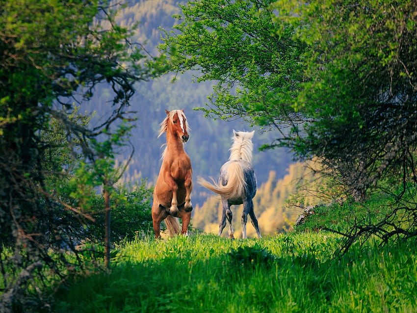 Wild Horses, animal, horses, nature, wild HD wallpaper