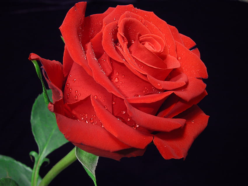 Mawar merah, mawar, seni, lukisan alam benda, tetesan hujan, sendirian, merah, indah Wallpaper HD
