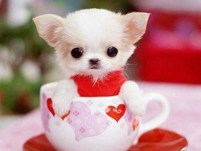 PUPPY IN A CUP, CUTE, PUPPY, , CUP HD wallpaper