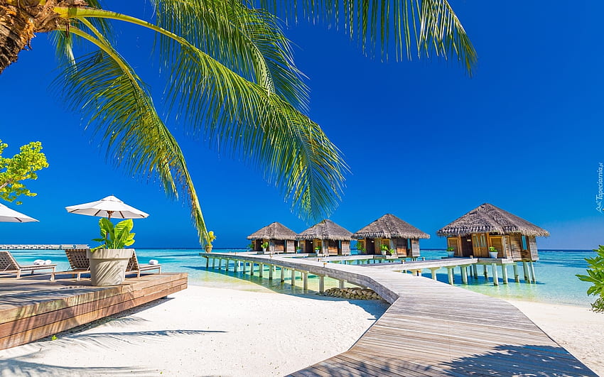 Resort alle Maldive, capanne, palma, resort, oceano, Maldive Sfondo HD