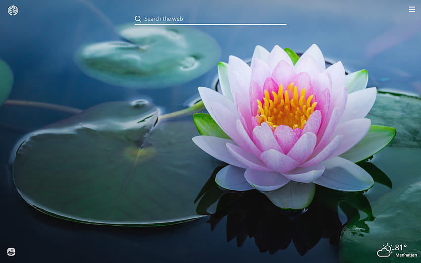 Lotus Flower New Tab HD wallpaper | Pxfuel