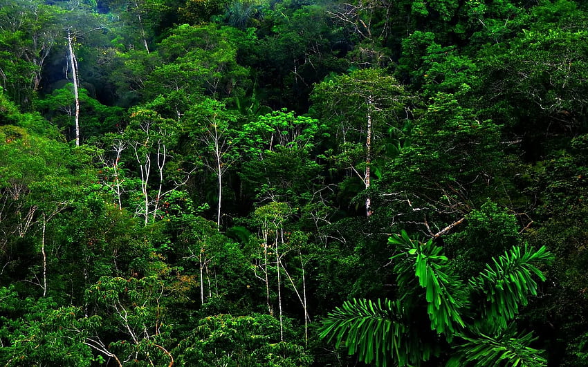 Ehrfürchtiger Regenwald, Brasilien-Regenwald HD-Hintergrundbild