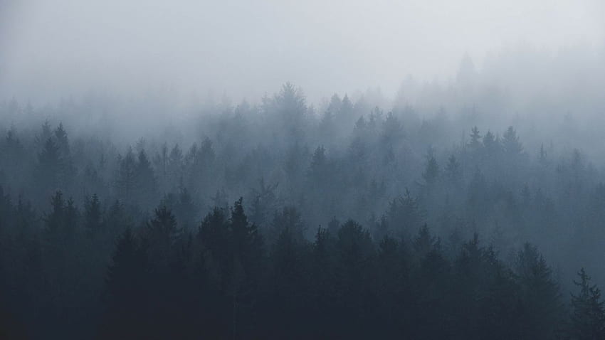 Foggy forest. :, Grey Forest HD wallpaper