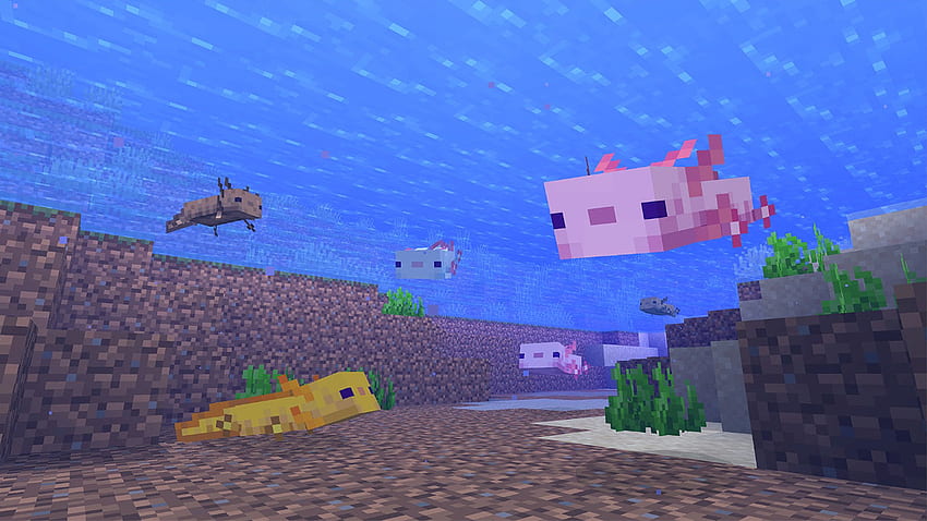 Minecraft 1.17 axolotl - how to find, tame, or breed the new mob. GamesRadar+ HD wallpaper