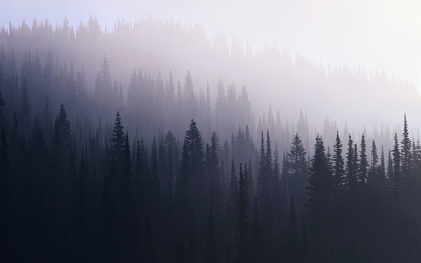 Dunkler Wald, dunkler Wald-Laptop HD-Hintergrundbild