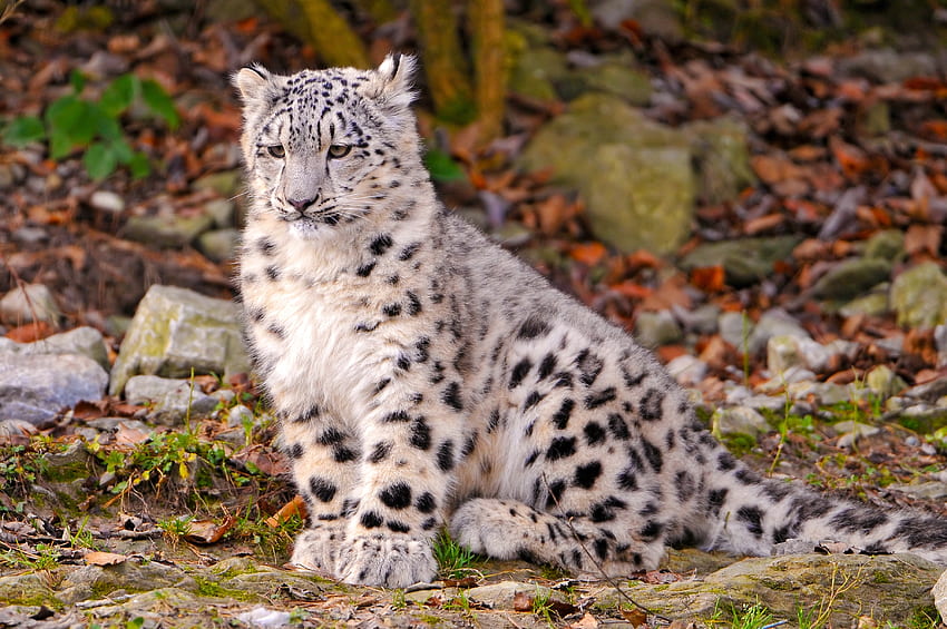 Animals, Autumn, Leaves, Snow Leopard, Young, Joey HD wallpaper