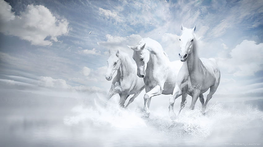 Cavalos Brancos em formato jpg para, Sete Cavalos papel de parede HD