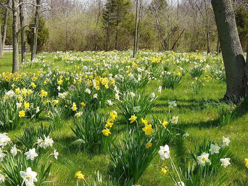 Jonquils and daffodils, pretty, daffodils, jonquils, nature, flowers, spring, forest HD wallpaper