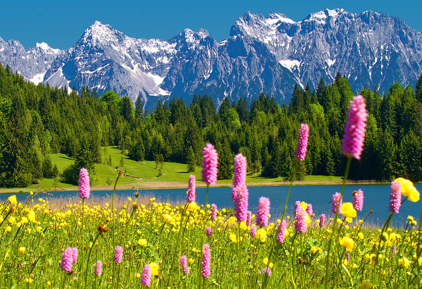 kwiaty górskie, rzeka, kolorowy, zachwyt, szczyty, spokój, ładny, zapach, polne kwiaty, brzeg, woda, spokój, stoki, piękny, trawa, świeży, jezioro, góra, różowy, ładny, świeżość, zielony, natura, zapach, kwiaty , brzeg rzeki, piękny Tapeta HD