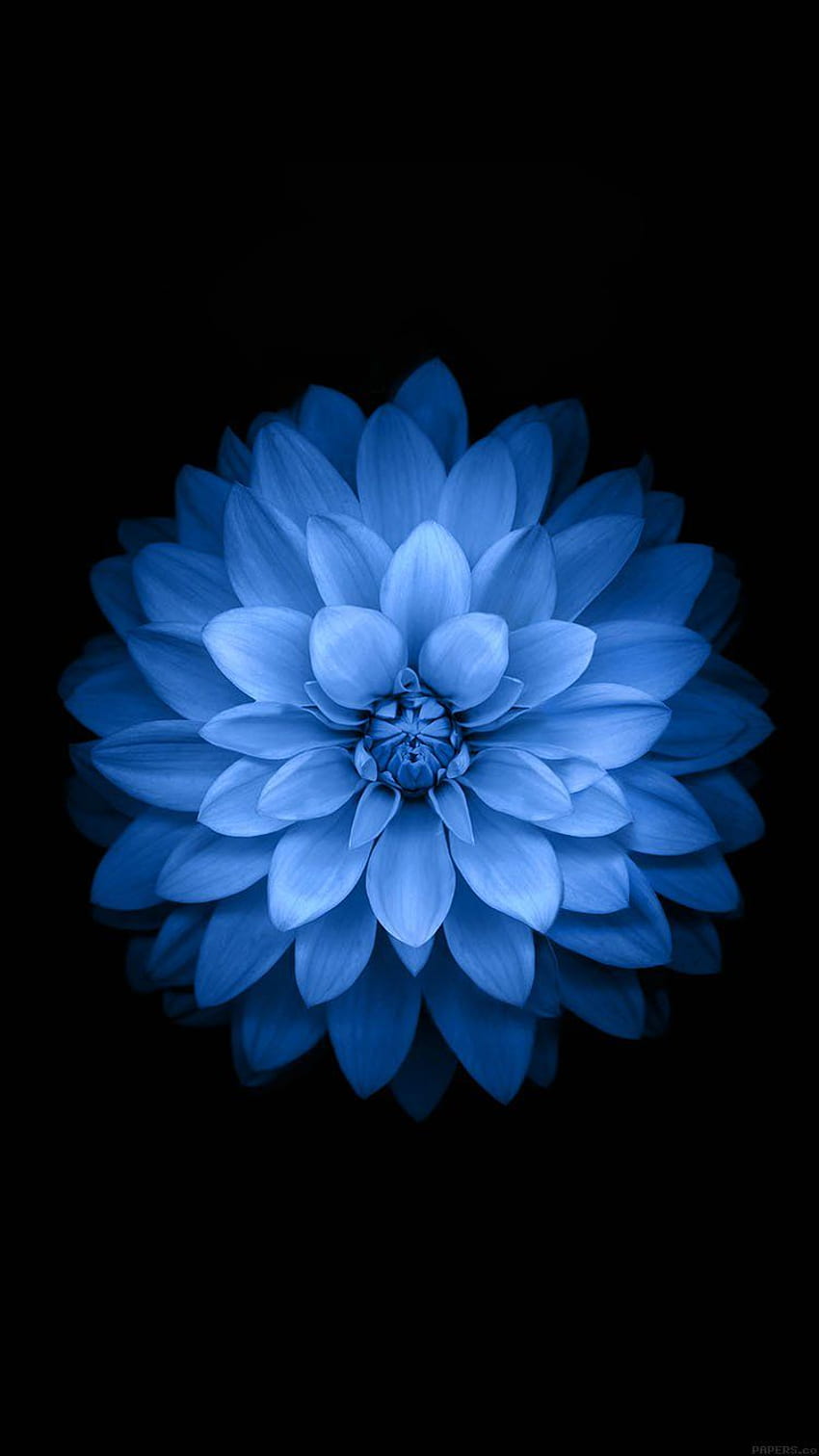 Apple iPhone за . Цвете iphone, синьо цвете, цвете на лотос, тюркоазено цвете HD тапет за телефон