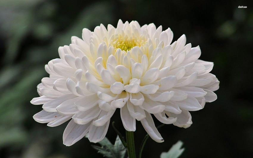 Crisantemo bianco, fiore, fiori. Bianco Sfondo HD