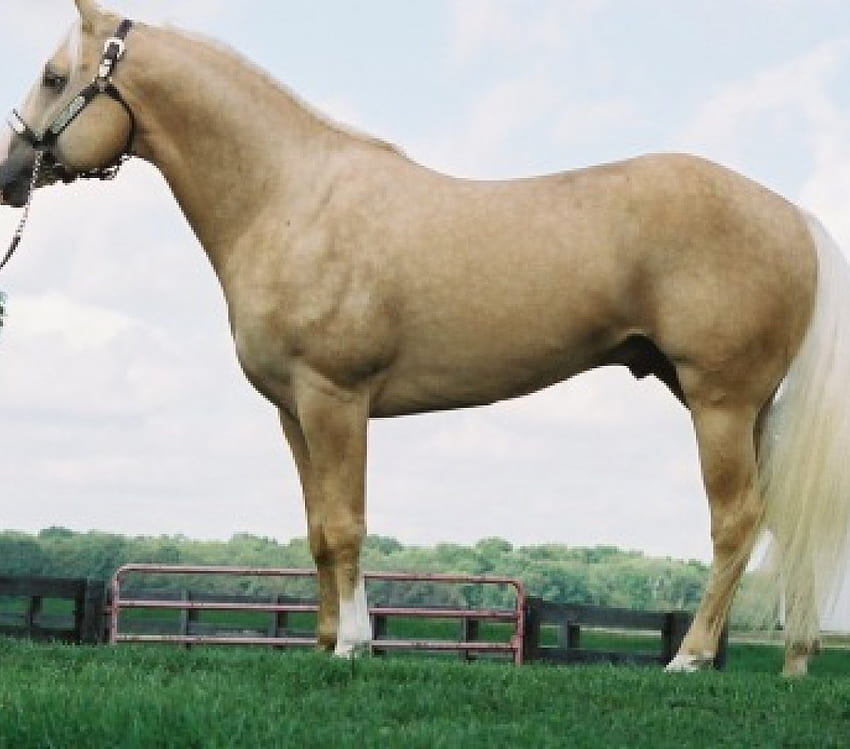 Palomino Stallion, horses, palomino, stallions, animals HD wallpaper