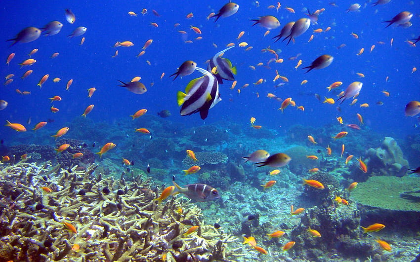 Animals, Fishes, Coral, Underwater World HD wallpaper