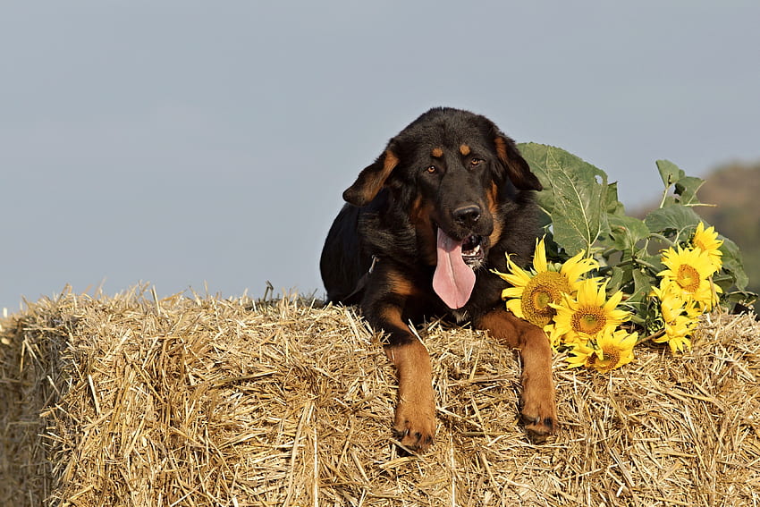 Tiere, Sonnenblumen, Hund, Schnauze, Schäferhund, Schäferhund, Heu HD-Hintergrundbild