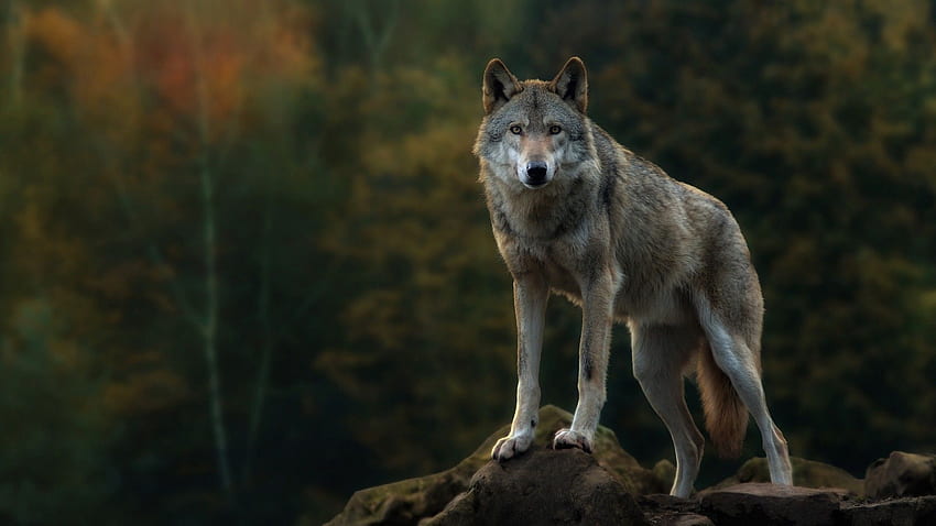 회색 늑대 전체 및 배경 [], 모바일 및 태블릿용. 러닝 울프를 탐색하십시오. 달리는 늑대 , 달리는 , 달리는 아이폰 HD 월페이퍼