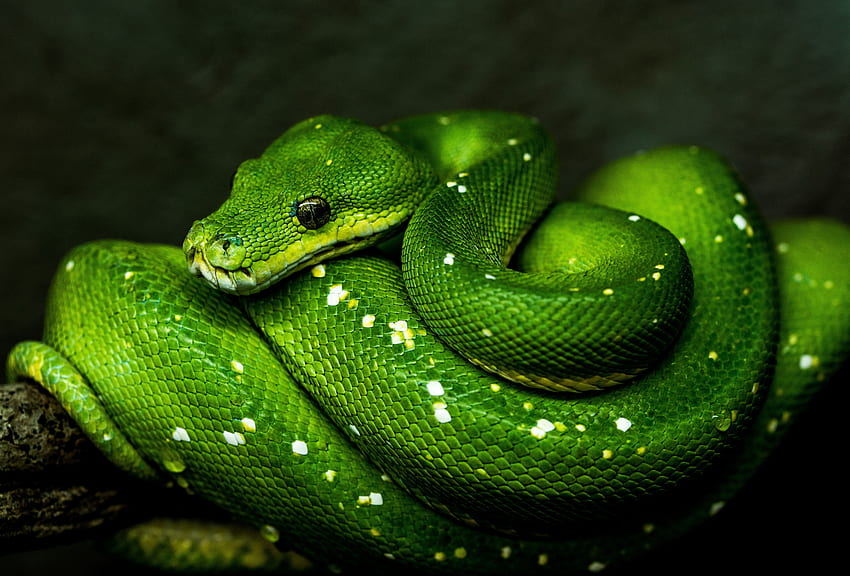 Animals, Wildlife, Reptile, Snake HD wallpaper