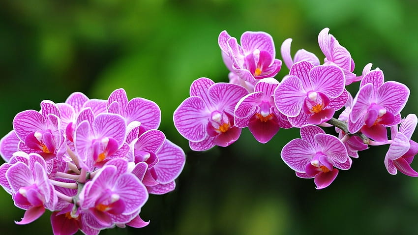 Orchid treatments, most common diseases and pests of this flower, Nexles, Orchids in Water HD wallpaper