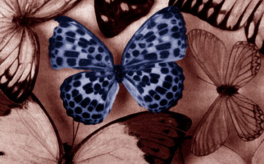 Earthern Tones, blue butterfly, brown butterfly HD wallpaper