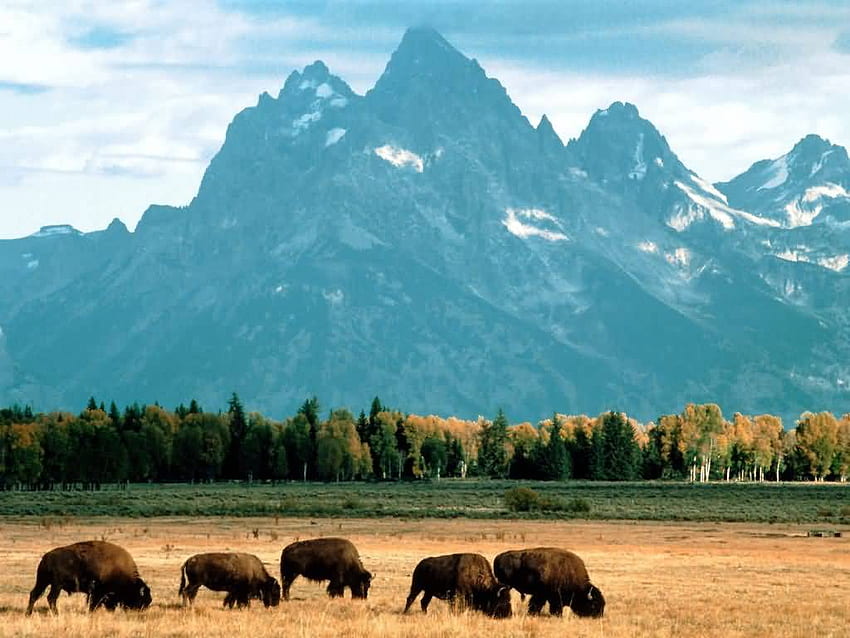 Bisons, die Grand-Teton-Nationalpark, Wyoming, gebürtiger amerikanischer Bison weiden lassen HD-Hintergrundbild