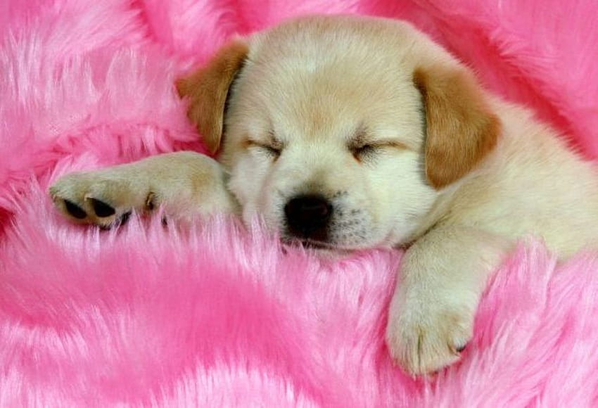 眠そうな子犬、犬、動物、、、眠そうな、子犬、ピンク、毛布、壁、、、睡眠 高画質の壁紙
