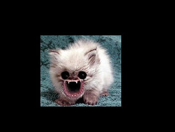 Cursed cat and Backgrounds, creepy cats HD wallpaper | Pxfuel