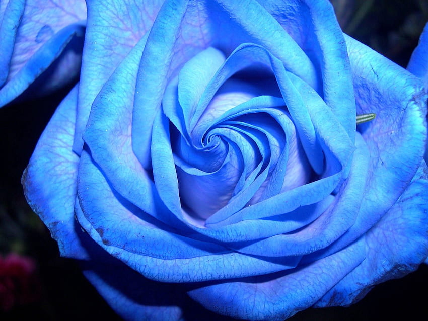 Macro, Rose Flower, Rose, Petals, Unusual, Mutation HD wallpaper