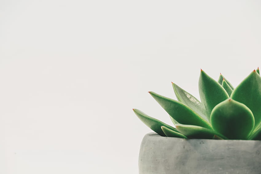 grüne Blattpflanze auf grauem Keramikblumentopf, Minimalpflanze HD-Hintergrundbild