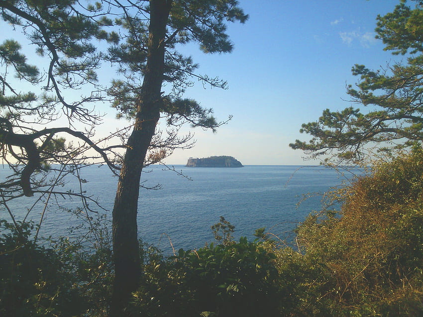 Kahverengi ve beyaz ağaç dalı, doğa, Jeju Adası HD duvar kağıdı