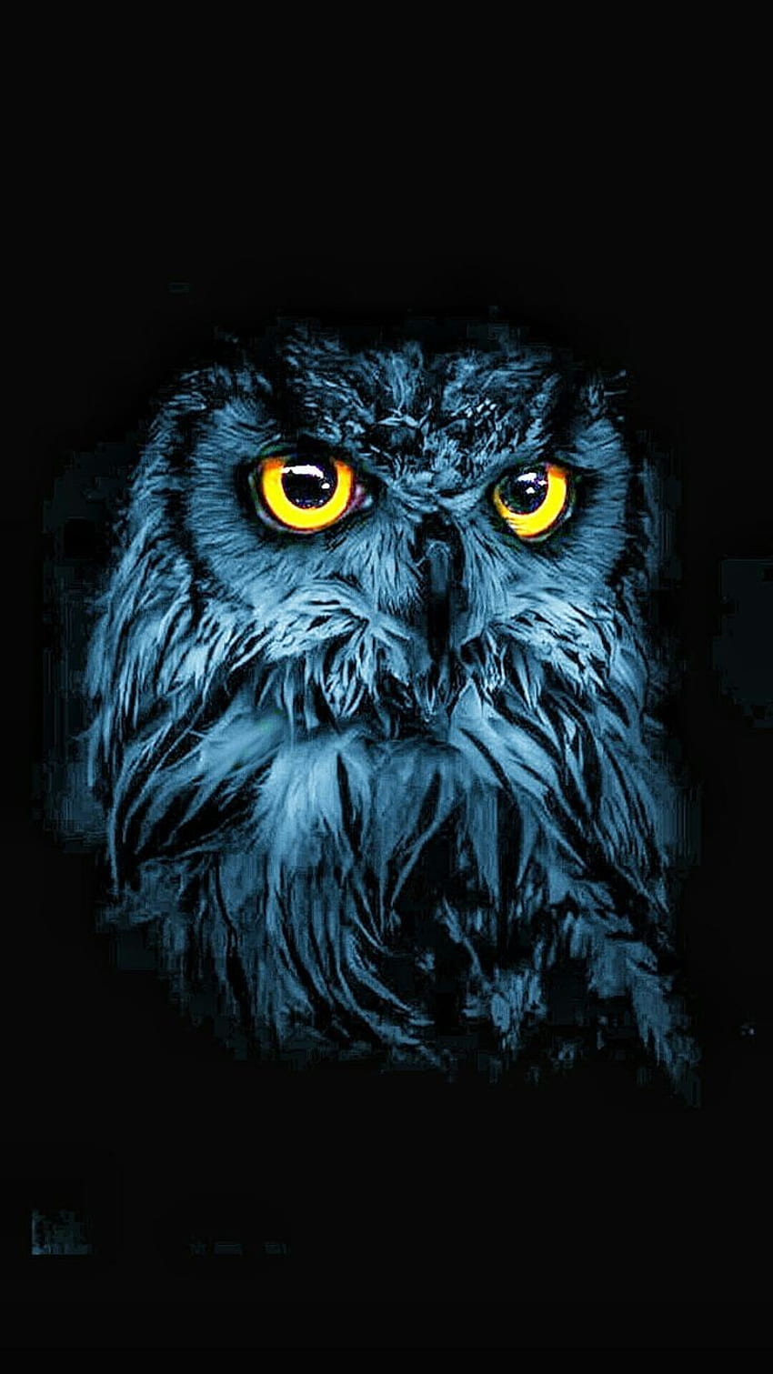 Owl Eyes, eye, terrestrial animal HD phone wallpaper