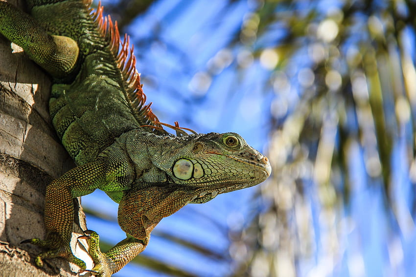 Iguana 21 - 5184 X 3456 HD wallpaper