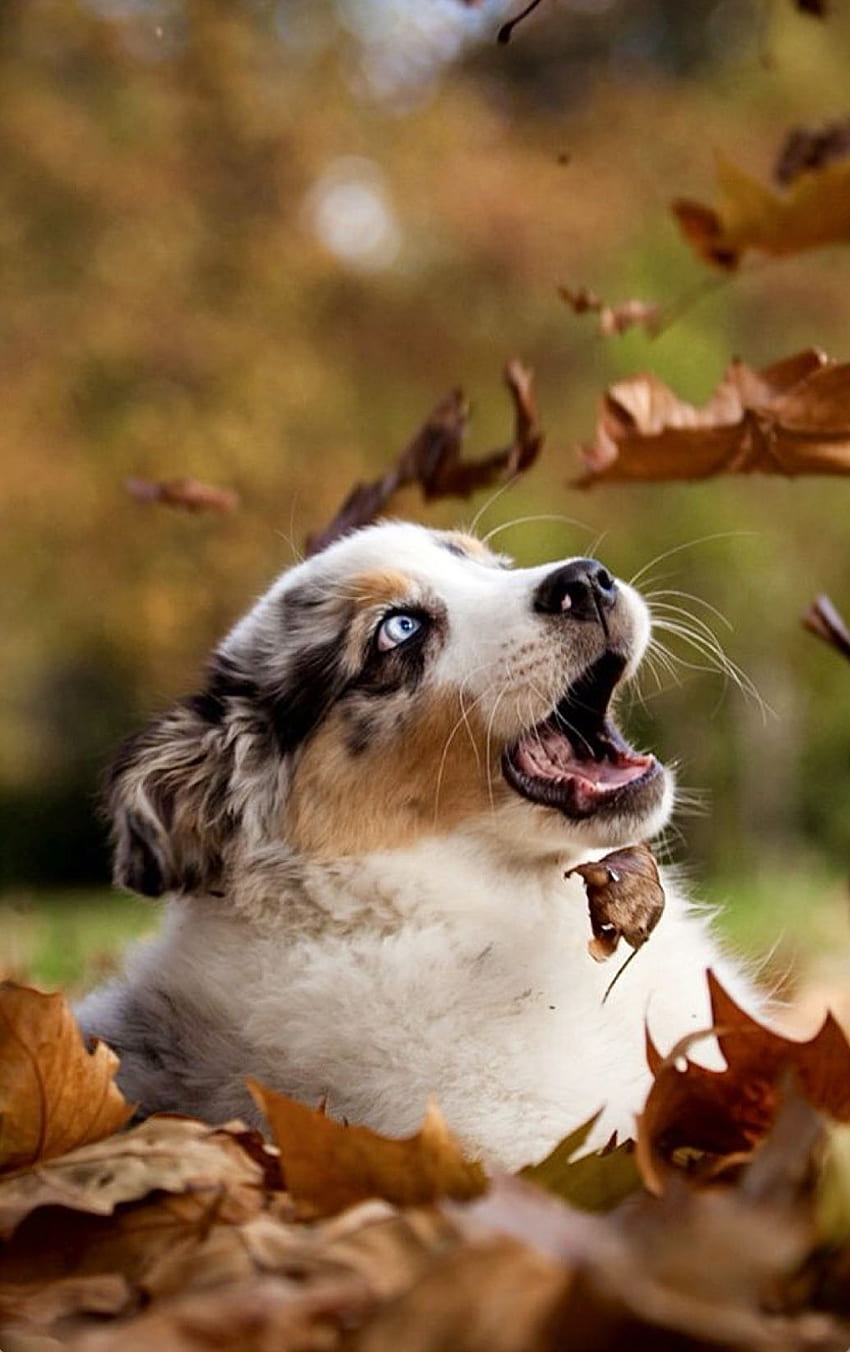 Сладко австралийско кученце, което си играе в есенните листа. през 2021 г. Работни породи кучета, котка, сладки кучета и кученца HD тапет за телефон