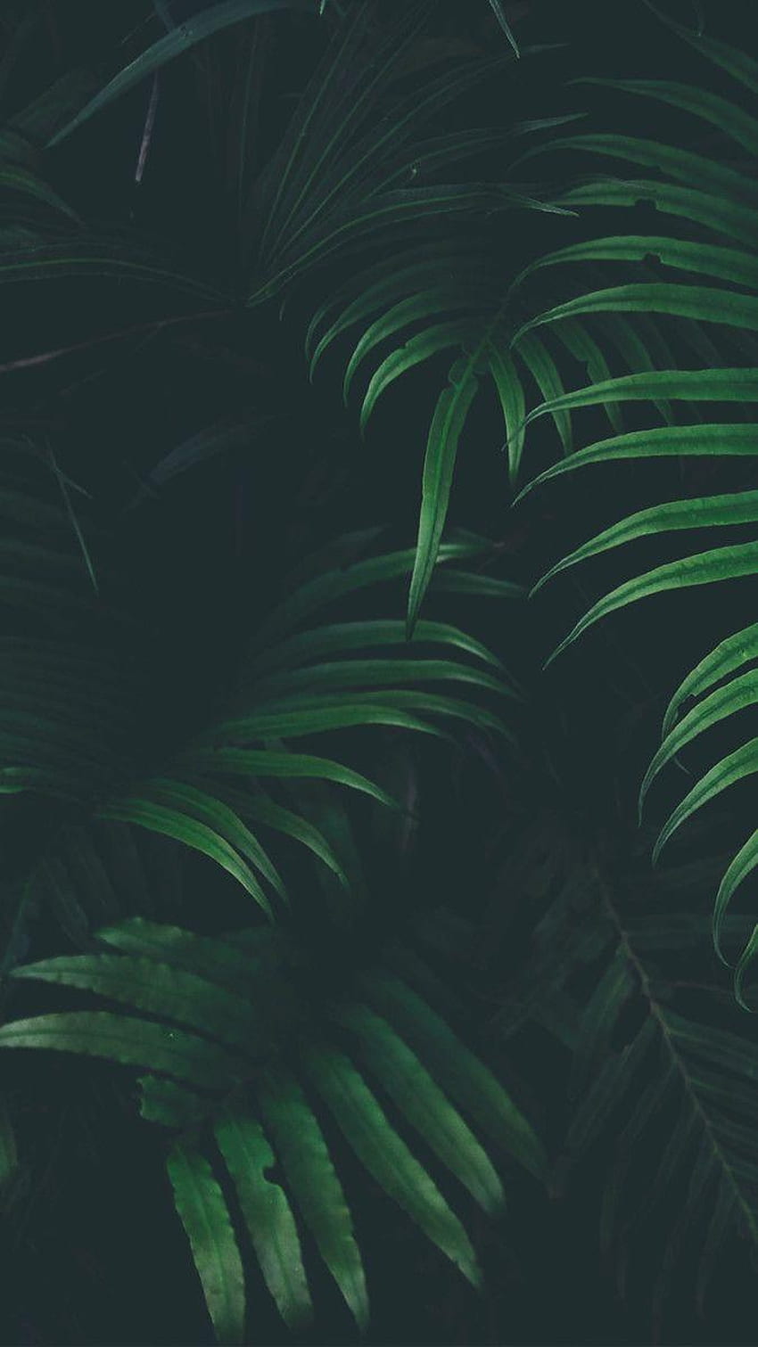 Estética de hojas verdes, estética de hojas oscuras fondo de pantalla del teléfono
