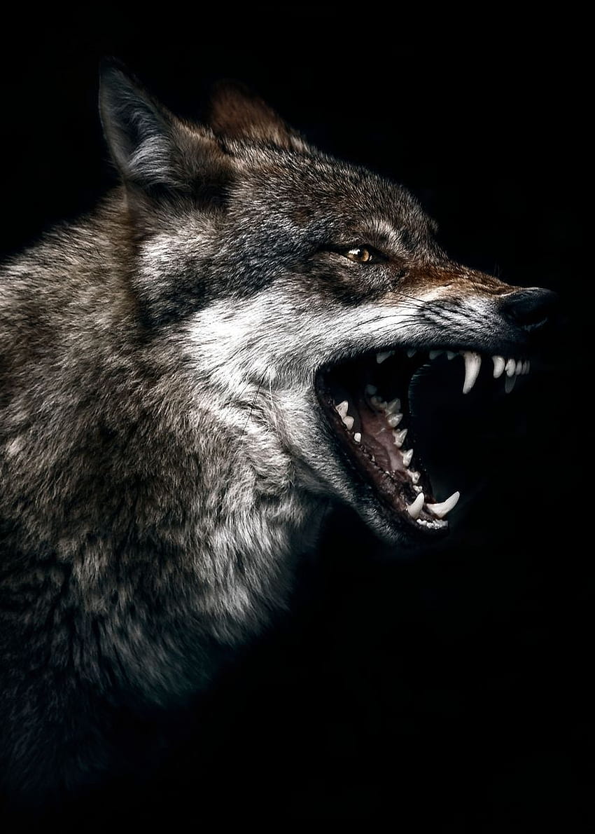 affiche de loup en colère sauvage avec affiche en métal, visage de loup en colère Fond d'écran de téléphone HD