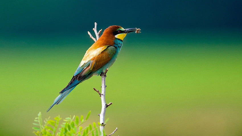 A bird eats an insect, animal, eat, bird, bee, insect HD wallpaper