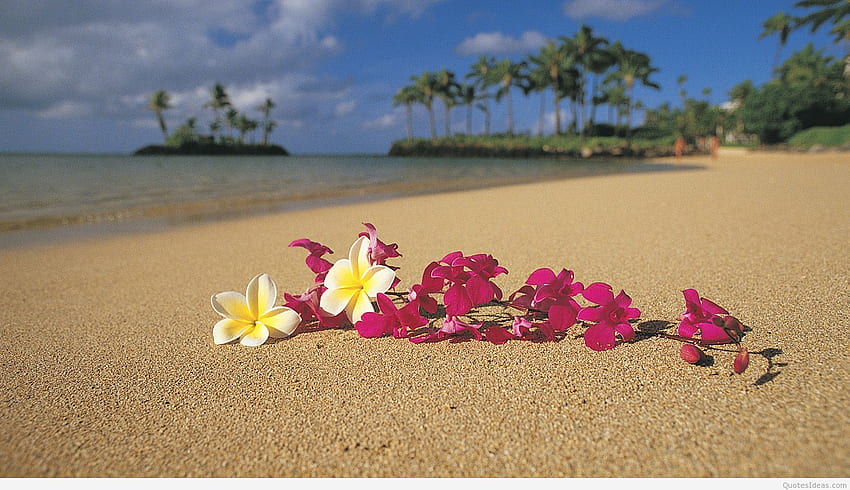 Romantic Summer Flowers On The Beach - Hawaii, Hawaiian Flower HD wallpaper