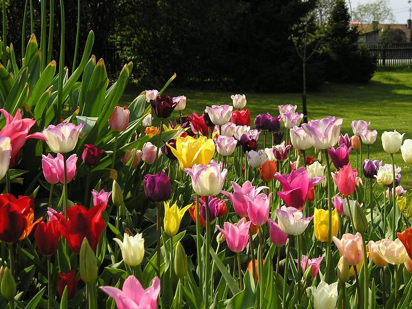 tulip garden, garden, colourful, nature, tulips HD wallpaper
