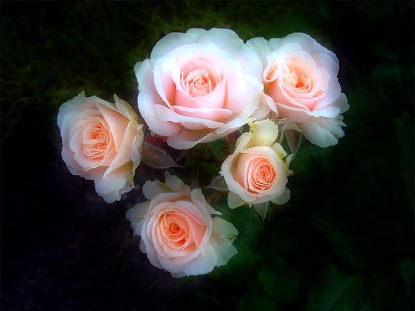 Pétalas de rosa, rosa, branco, rosas, fundo preto, flores papel de parede HD