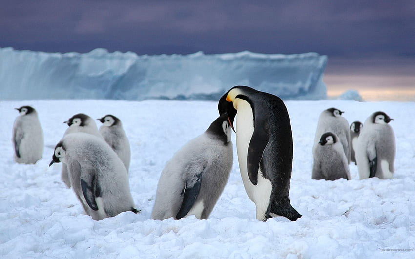 Emperor Penguin Full and Background ., Cute Winter Animal HD wallpaper
