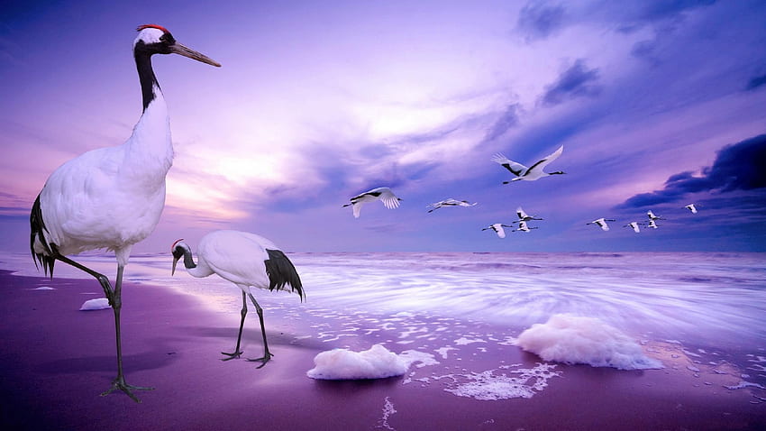 Beautiful Ibis or Egret?, white, birds, foam, ibis, egret, beach, flock, purple, animals, sky, dramatic HD wallpaper