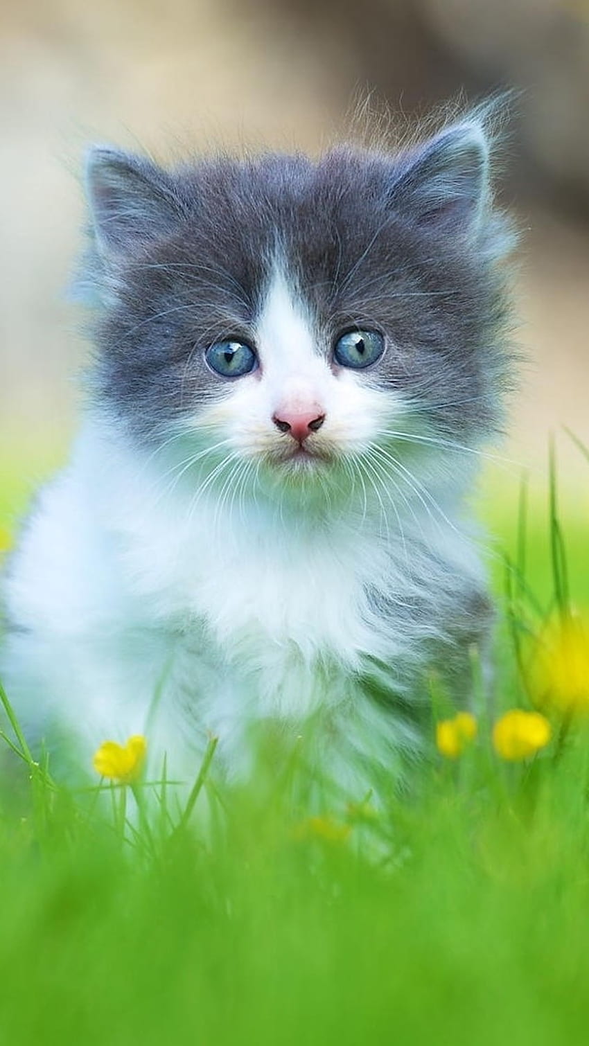 Cute Baby Cat, Gatitos HD phone wallpaper