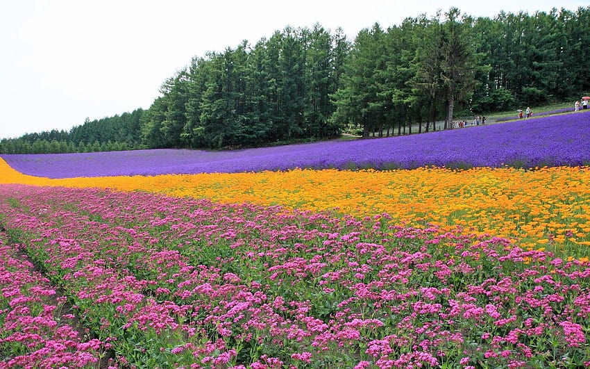 Nature, Flowers, Trees, Field, Plantation, Rows, Ranks, Lavender HD wallpaper