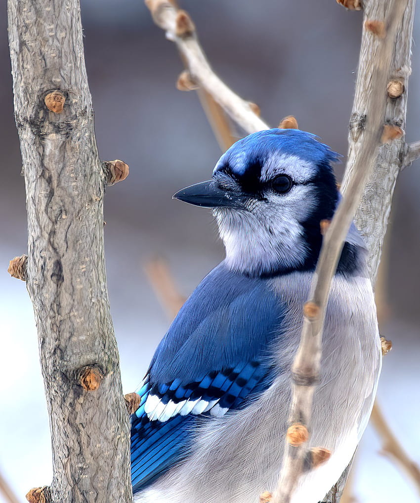 Marc Lachance « Pure Blue, Pure Joy ». Close Up Portrait Of A Beautiful Blue Jay. HD phone wallpaper
