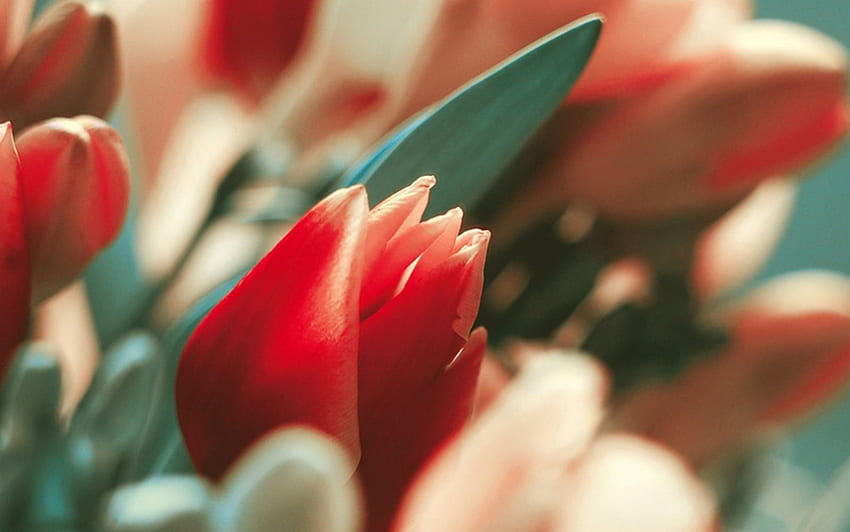 tulipán rojo, tulipán, hermoso, rojo, flor fondo de pantalla