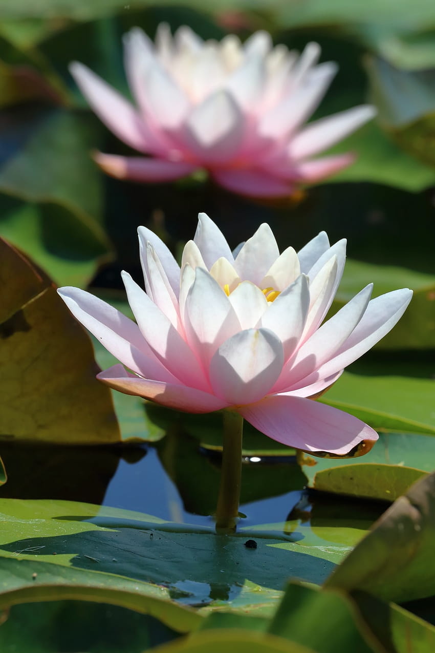 lotus flower on body of water with orange goldfish – Flower, 3D Lotus HD phone wallpaper
