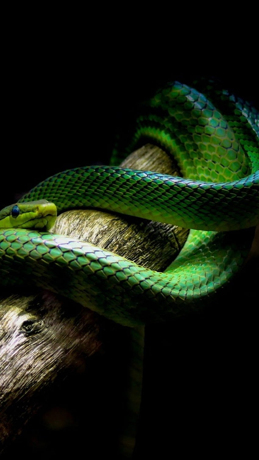Green Snake, Viper for iPhone 8, iPhone 7 Plus, iPhone 6+, Sony Xperia Z, HTC One HD phone wallpaper