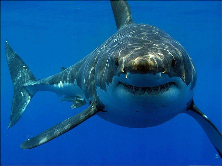 Голяма бяла акула, страхотен екран на акула HD тапет