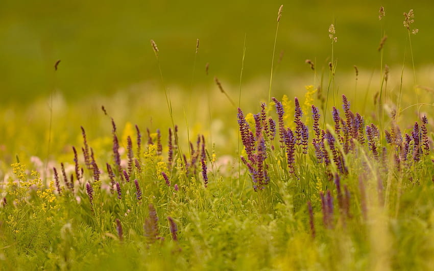 ธรรมชาติ ดอกไม้ หญ้า ไลแลค เบลอ ฟิลด์ สีม่วง วอลล์เปเปอร์ HD