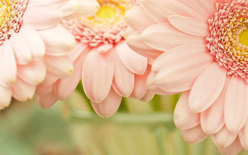 flor de color rosa claro