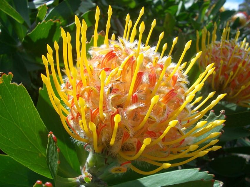 Pincushion Protea, bantalan, daun, kuning, bunga Wallpaper HD
